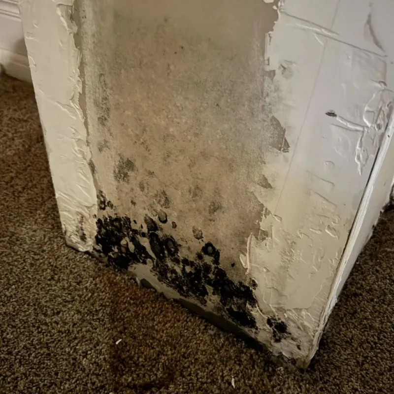 Professional Mold Removal in Auburn, NH